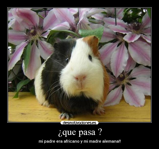 ¿que pasa ? - mi padre era africano y mi madre alemana!!