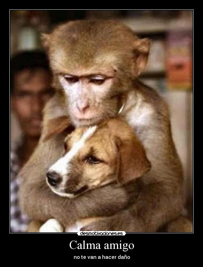 Calma amigo - no te van a hacer daño