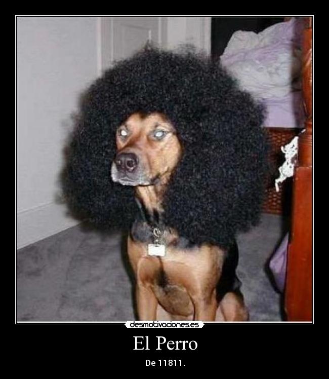 El Perro - 