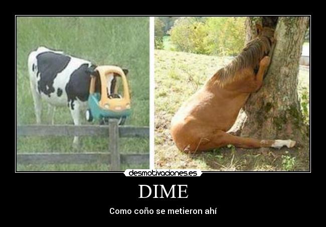 DIME - 