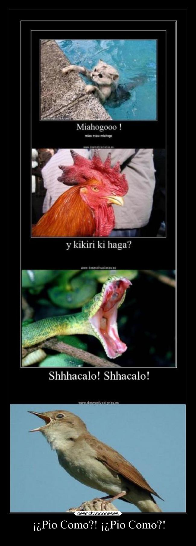 ¡¿Pio Como?! ¡¿Pio Como?! - 