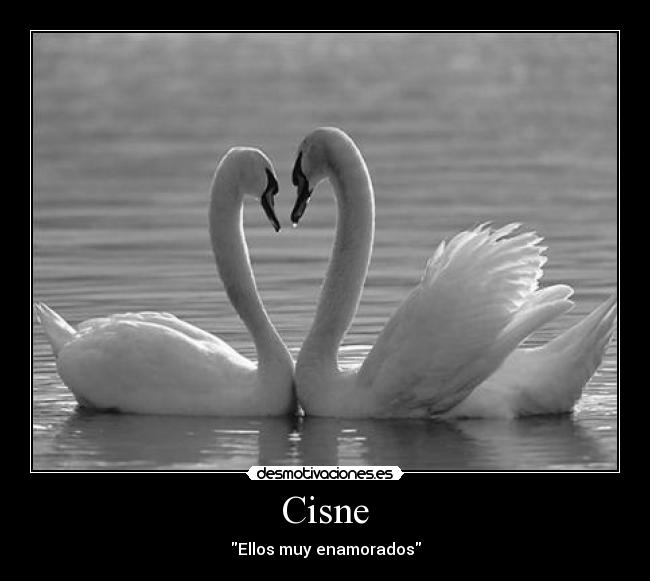 Cisne - Ellos muy enamorados