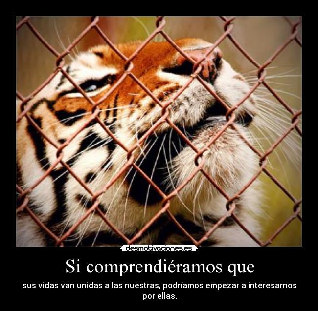 Si comprendiéramos que - sus vidas van unidas a las nuestras, podríamos empezar a interesarnos por ellas.