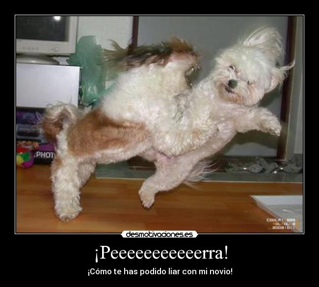 ¡Peeeeeeeeeeerra! - ¡Cómo te has podido liar con mi novio!