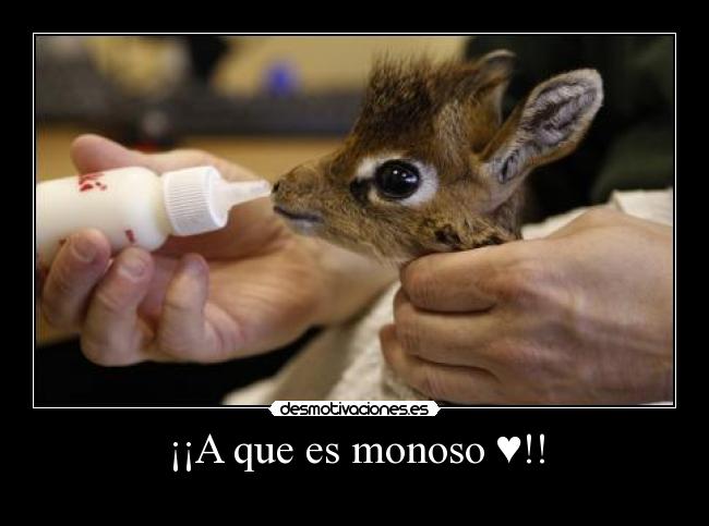 ¡¡A que es monoso ♥!! -