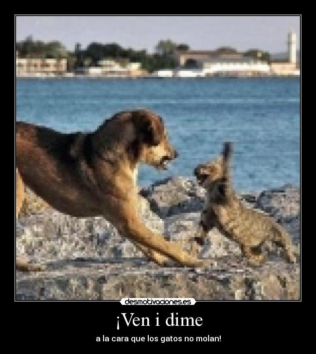 ¡Ven i dime - a la cara que los gatos no molan!