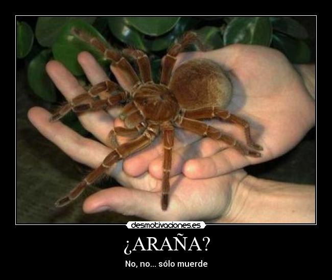 carteles arana solo muerde acv animal insecto tarantula miedo desmotivaciones