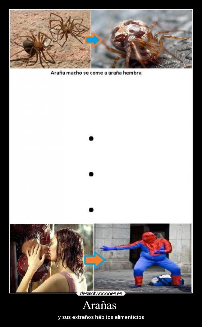 Arañas - y sus extraños hábitos alimenticios