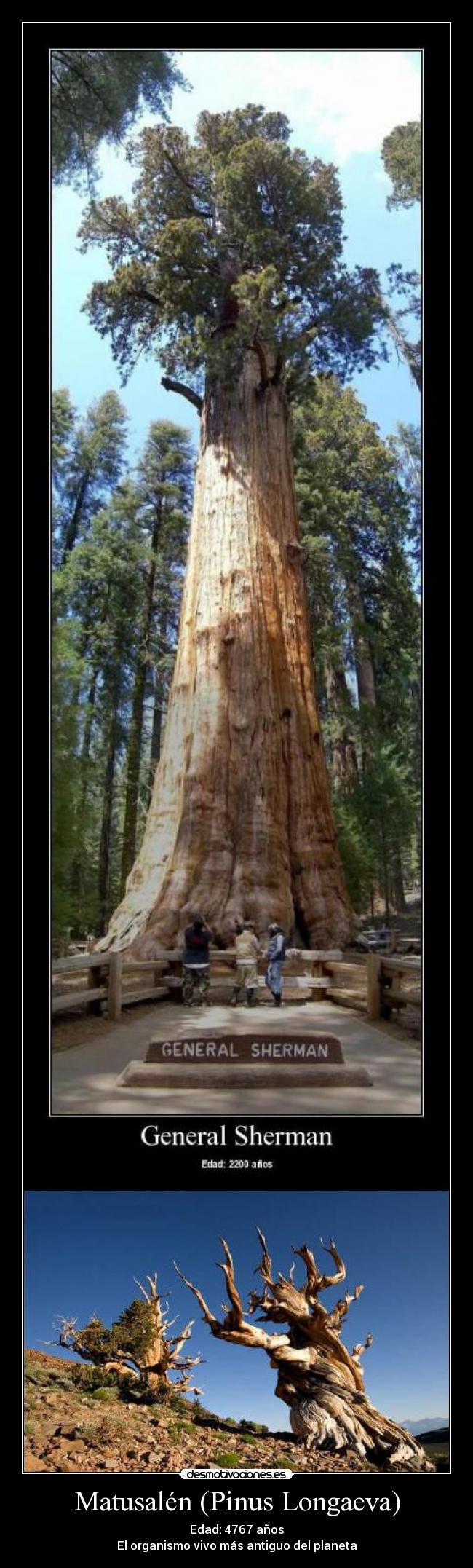 Matusalén (Pinus Longaeva) - 