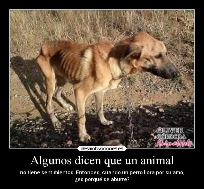 Algunos dicen que un animal - 