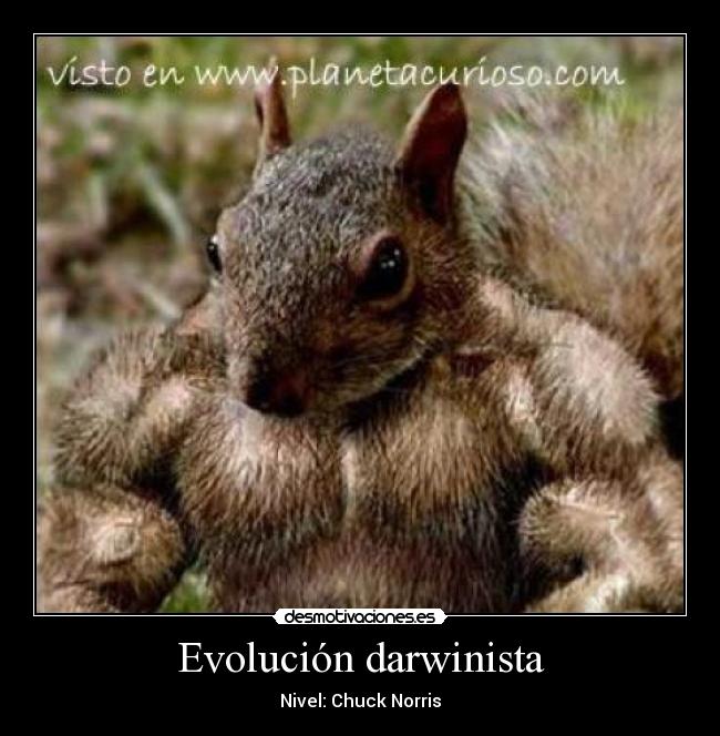 Evolución darwinista - Nivel: Chuck Norris