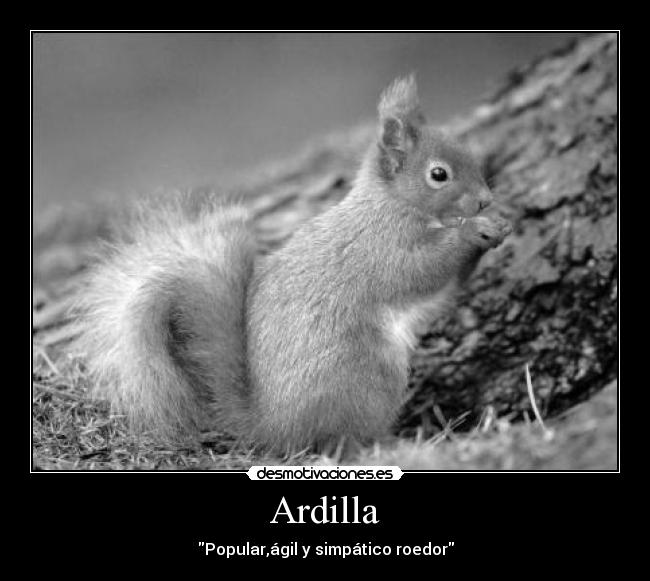 Ardilla - Popular,ágil y simpático roedor
