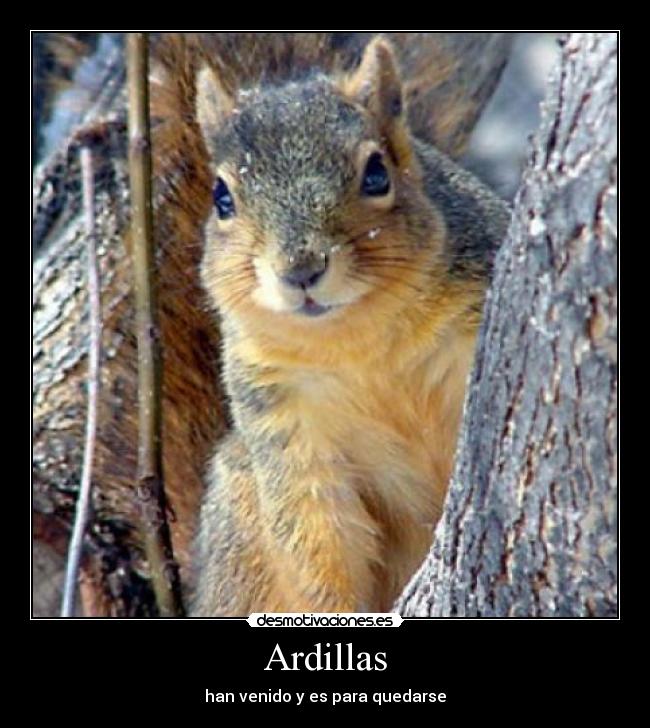 carteles ardillas desmotivaciones