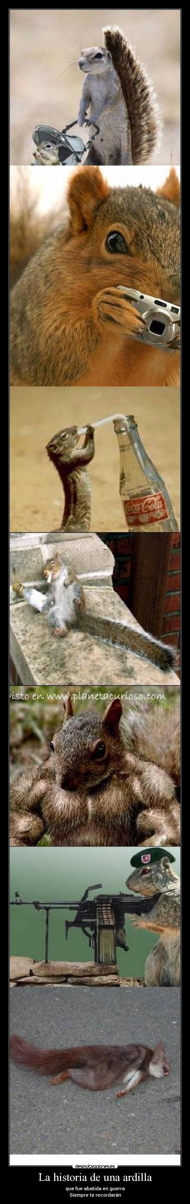 La historia de una ardilla - que fue abatida en guerra
Siempre te recordarán