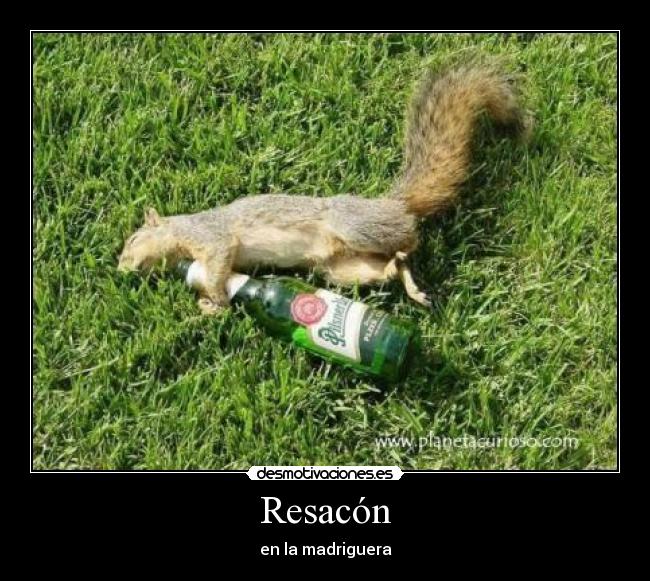 Resacón - en la madriguera