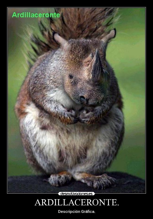 ARDILLACERONTE. - Descripción Gráfica.