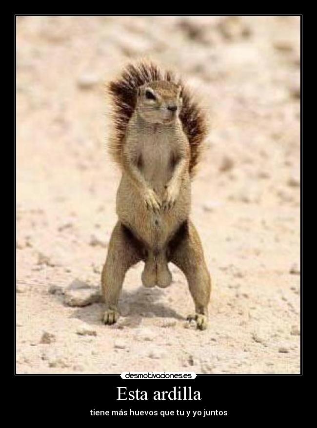Esta ardilla -
