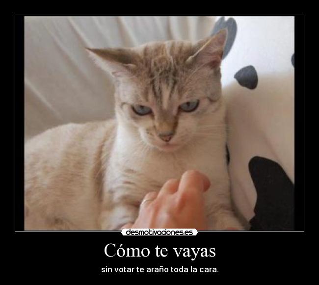 Cómo te vayas - sin votar te araño toda la cara.