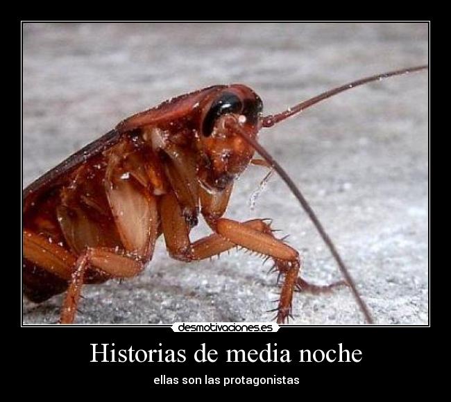 Historias de media noche -