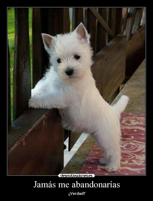 Jamás me abandonarías - 