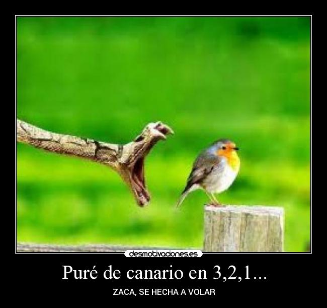 Puré de canario en 3,2,1... -