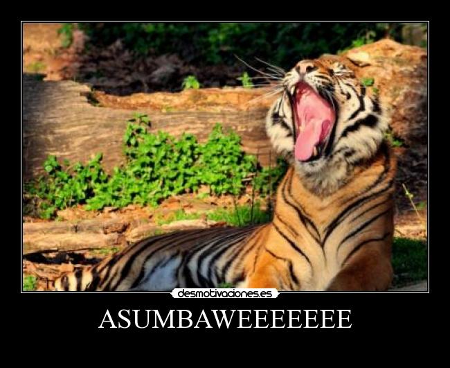 ASUMBAWEEEEEEE -