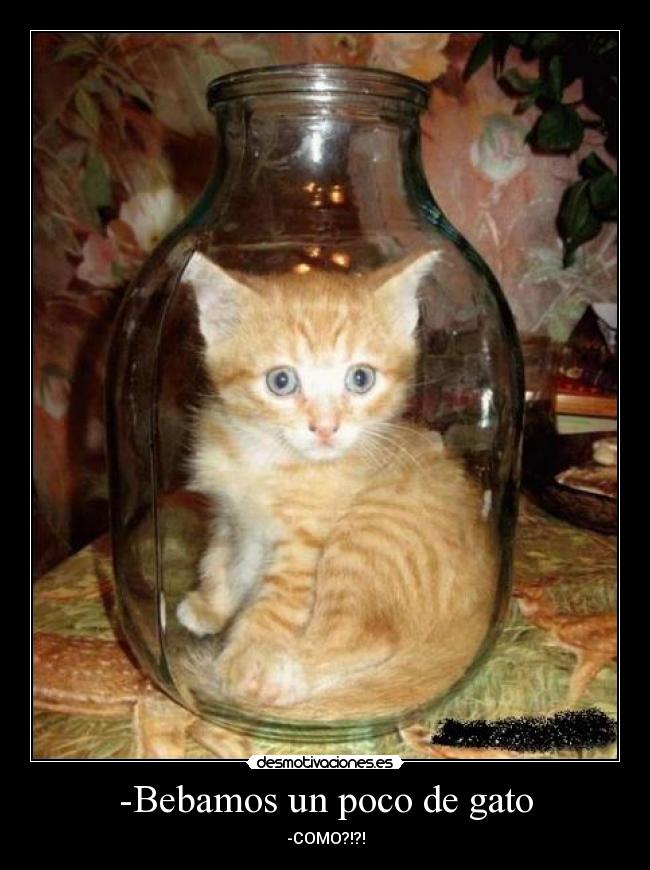-Bebamos un poco de gato - 