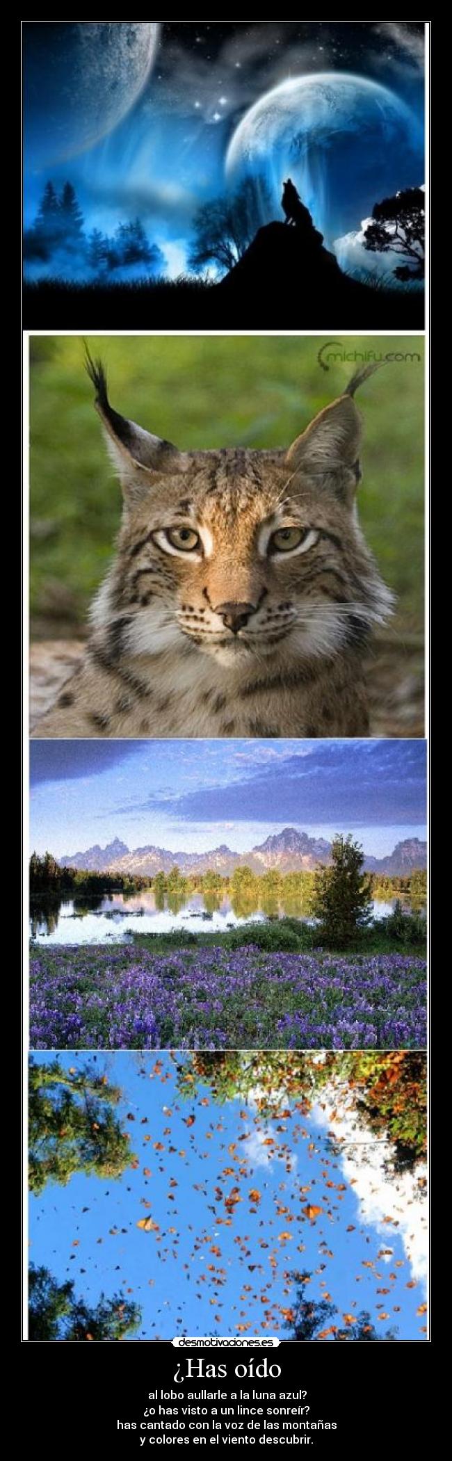 ¿Has oído -  al lobo aullarle a la luna azul?
¿o has visto a un lince sonreír?
has cantado con la voz de las montañas
y colores en el viento descubrir.