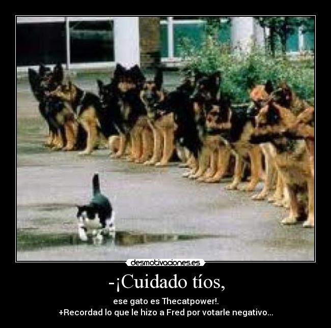 carteles thecatpower desmotivaciones