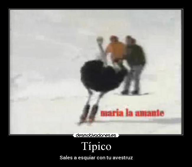 Típico - Sales a esquiar con tu avestruz