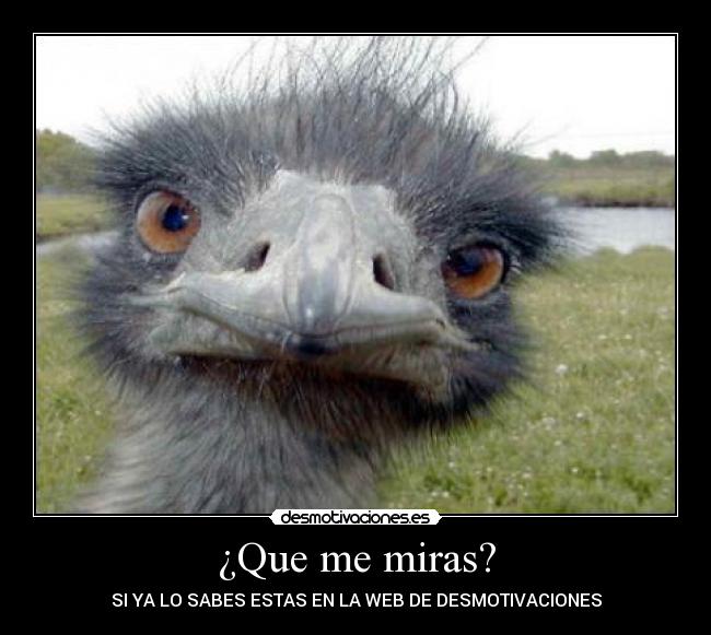 ¿Que me miras? - 