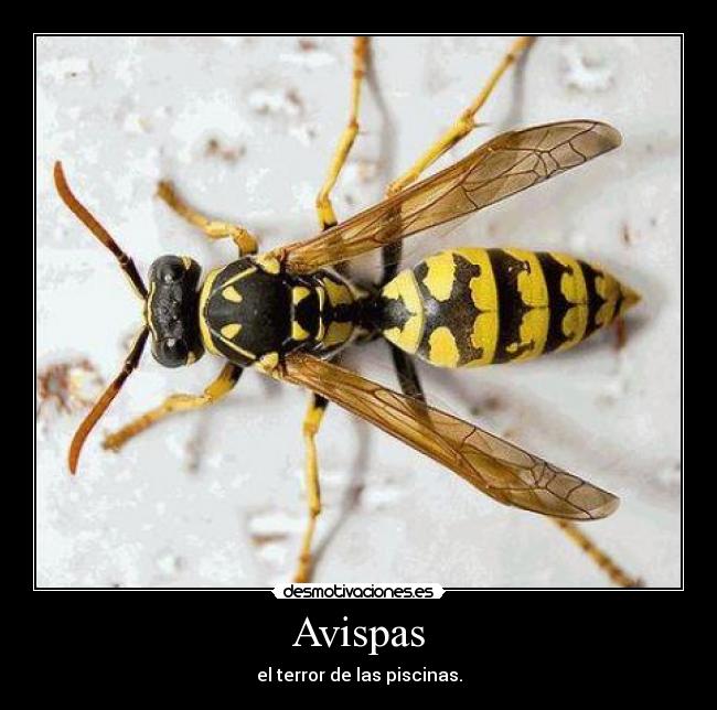 Avispas - el terror de las piscinas.