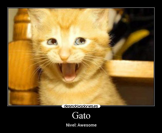 Gato - 