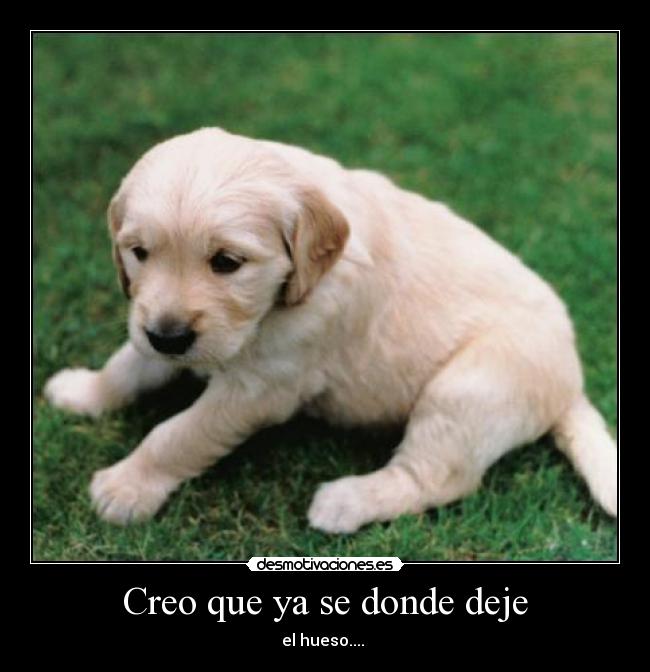 Creo que ya se donde deje -