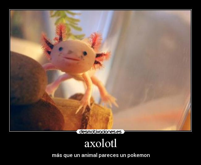 axolotl -