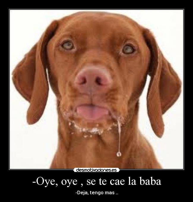 carteles baba chiste bromas alegria risa perro baboso desmotivaciones