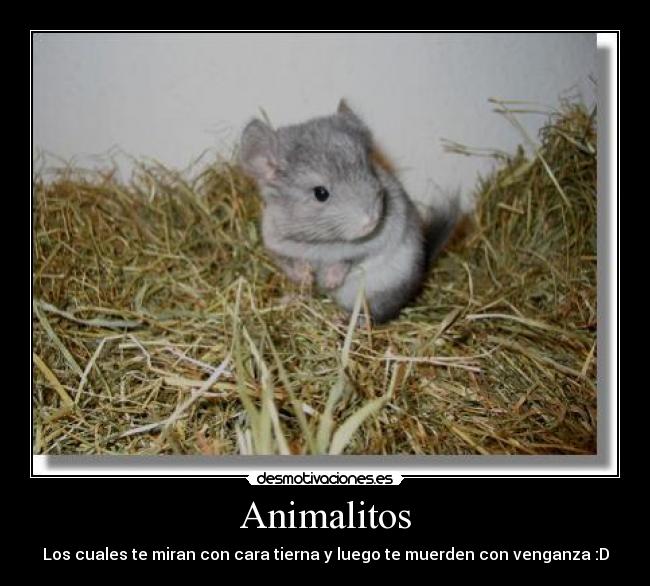 Animalitos - 