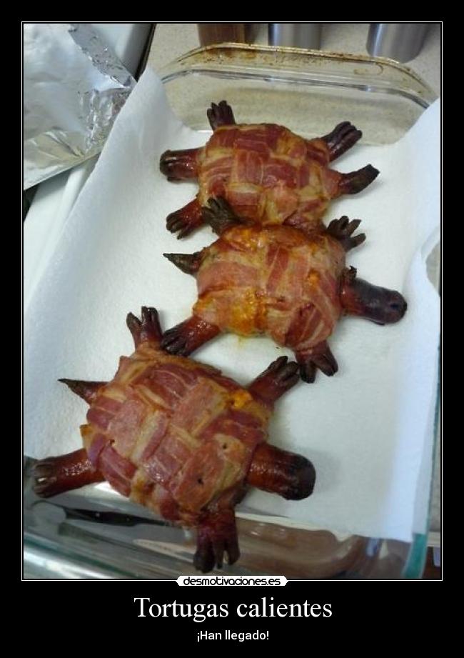Tortugas calientes - ¡Han llegado!