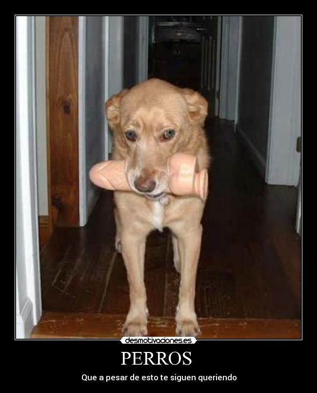 PERROS -