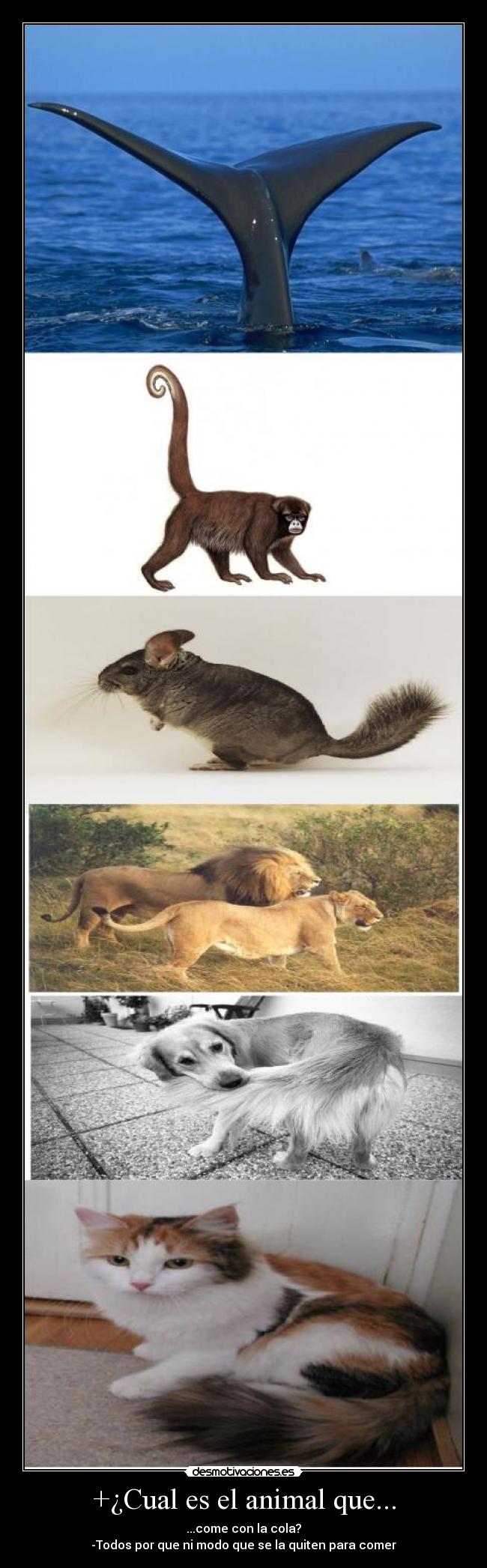 +¿Cual es el animal que... - ...come con la cola?
-Todos por que ni modo que se la quiten para comer