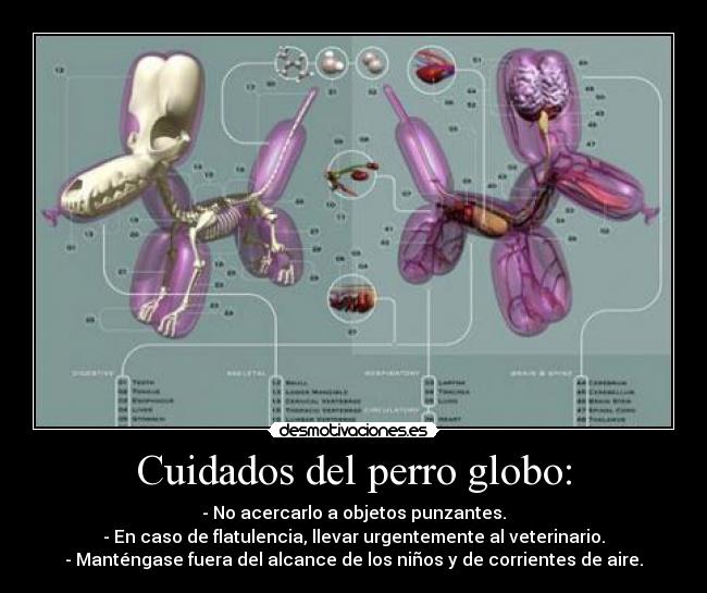 Cuidados del perro globo: - - No acercarlo a objetos punzantes.
- En caso de flatulencia, llevar urgentemente al veterinario.
- Manténgase fuera del alcance de los niños y de corrientes de aire.