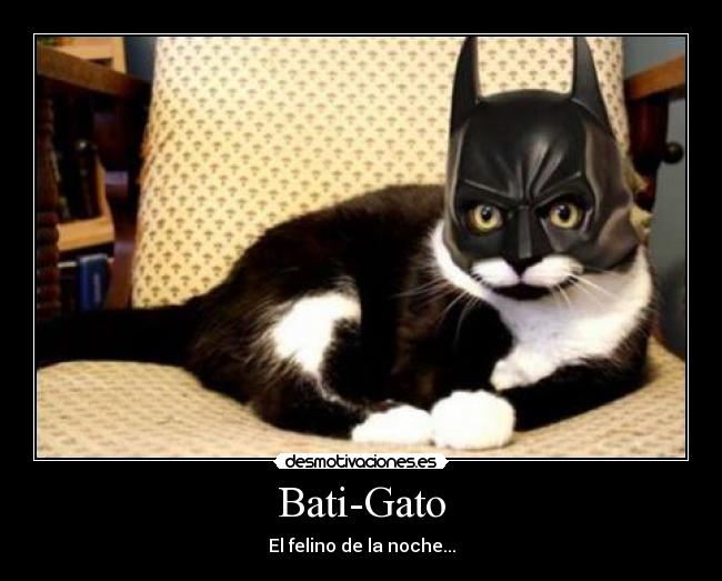 Bati-Gato -