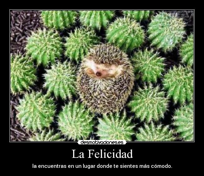 La Felicidad - la encuentras en un lugar donde te sientes más cómodo.
