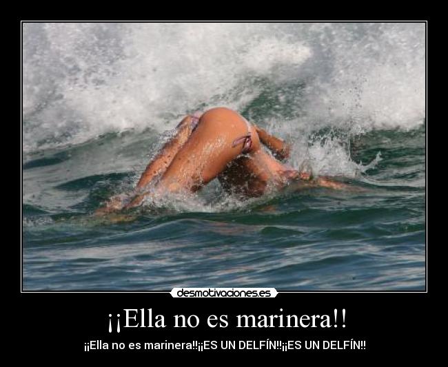 carteles delfin desmotivaciones