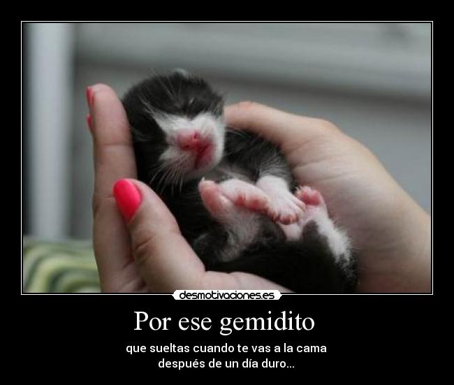carteles gatos gemido cama dia duro desmotivaciones