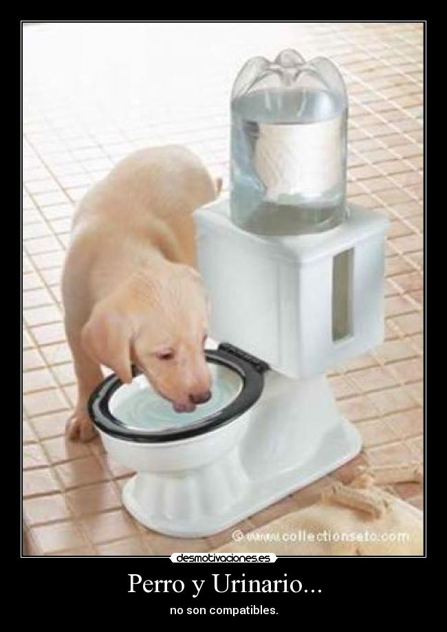 Perro y Urinario... - no son compatibles.