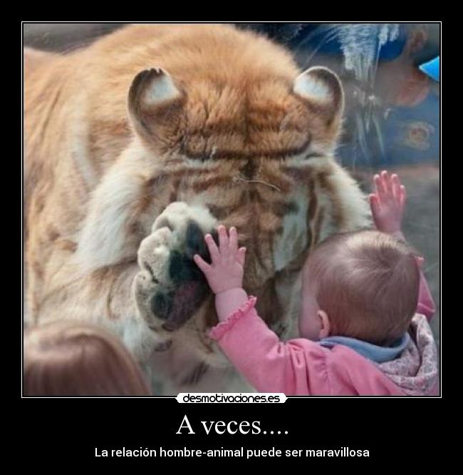 A veces.... - La relación hombre-animal puede ser maravillosa