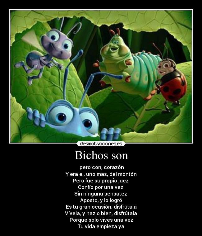 Bichos son - 