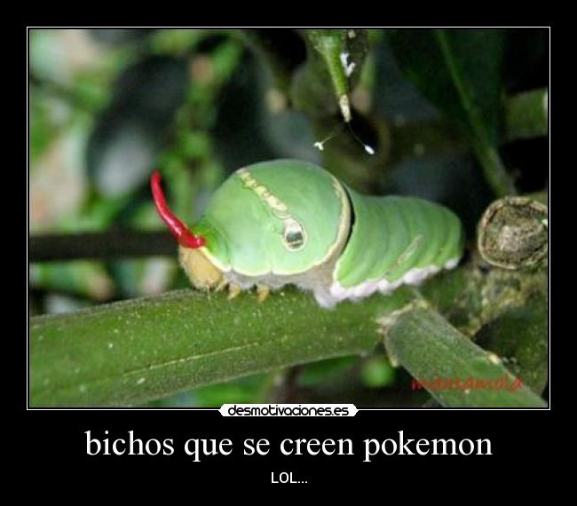 bichos que se creen pokemon -