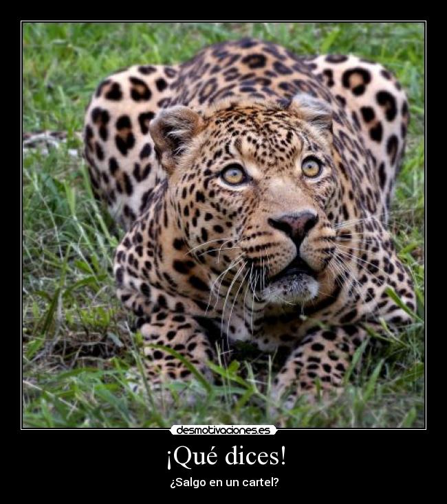 carteles tigre desmotivaciones